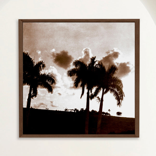 Sepia photograph of palms silhouetted against a dramatic sunset at a 1940s Havana country estate, framed in oak. Close view.