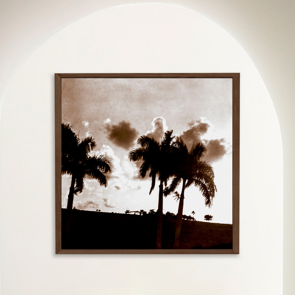 Sunset Sky and Palms at a Havana Finca
