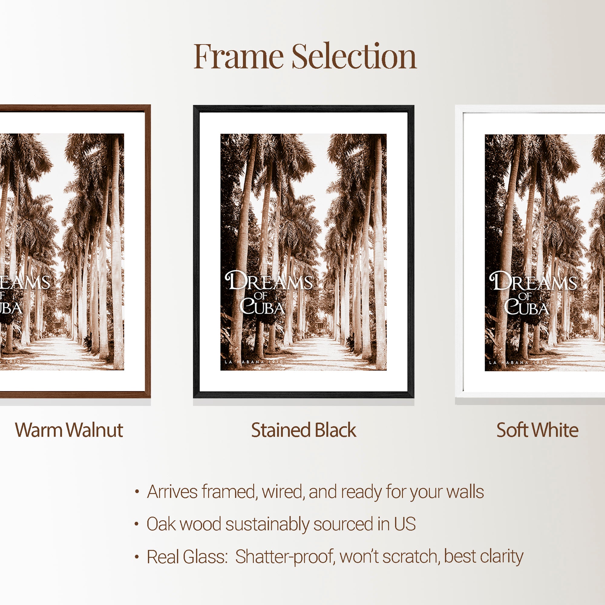 Dreams of Cuba - Avenue of Majestic Palms