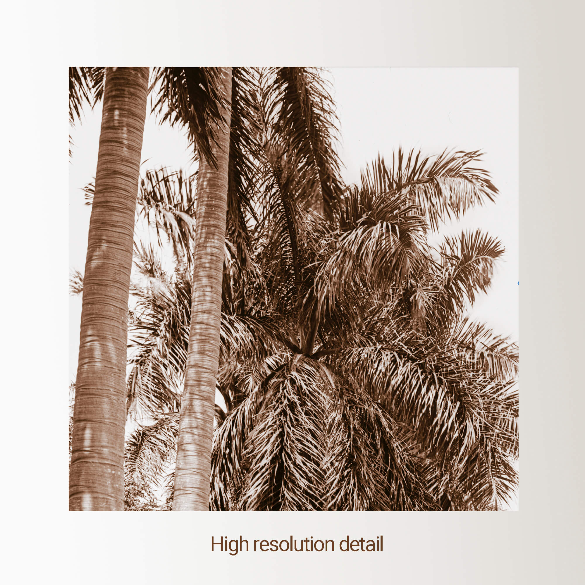 Dreams of Cuba - Avenue of Majestic Palms